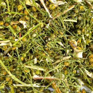 Zomer Alsem / Qing hao (青蒿) (Artemisia annua)