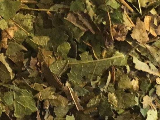 Toverhazelaar Blad Gesneden (Hamamelis)