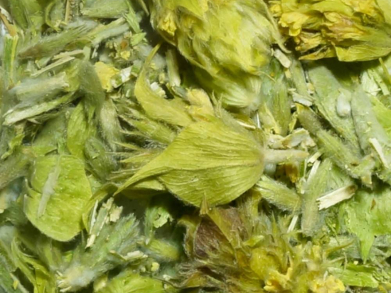 Griekse Bergthee hele bloem