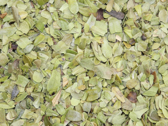 Berendruif Blad Gesneden (Arctostaphylos uva-ursi)