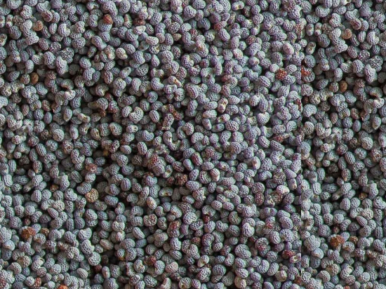 Blauw Maanzaad Heel (Papaver somniferum)