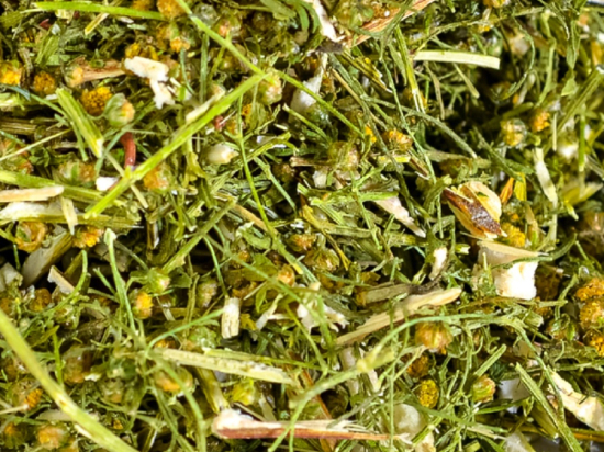 Zomer Alsem / Qing hao (青蒿) (Artemisia annua)