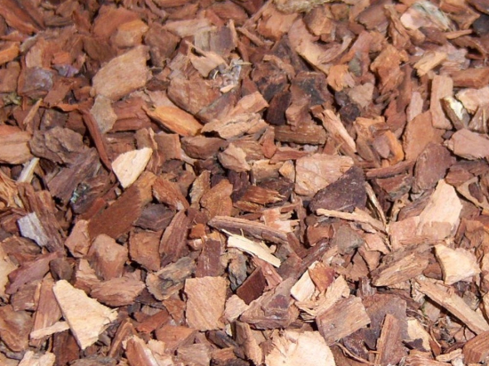 Schietwilg Bast Gesneden (Salix Alba, Cortex Salicis)