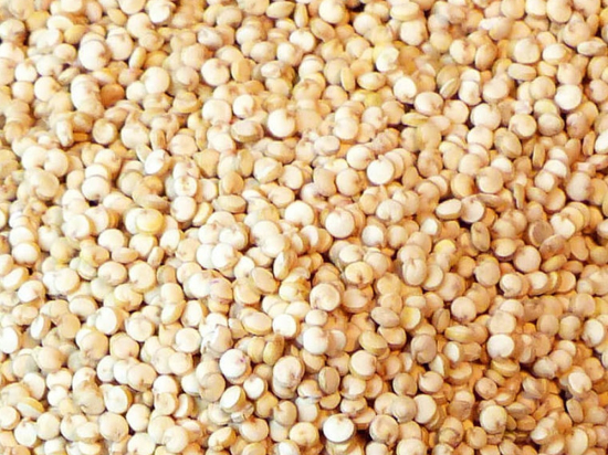 Quinoa Zaad Wit (Chenopodium quinoa)