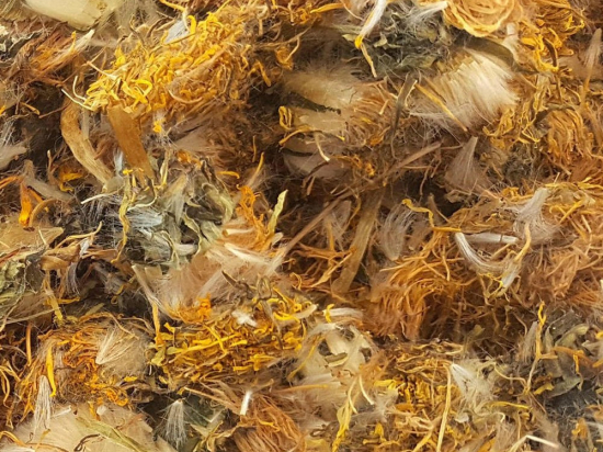 Paardenbloem Bloesem Heel (Taraxacum officinale)