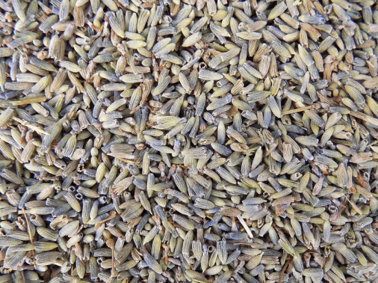 Echte Lavendel Thee Bloesem (Lavandula)