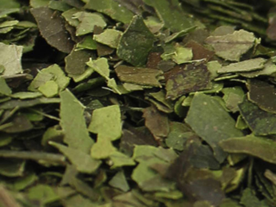 Guayusa Blad Gesneden (Ilex Guayusa)