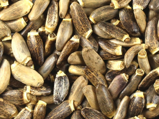 Mariadistel Zaad Heel (silybum marianum)