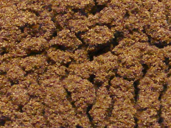 Zegepalm Poeder (Serenoa Repens) Saw Palmetto