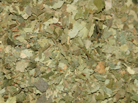 Berkblad Gesneden (Betula Pendula)