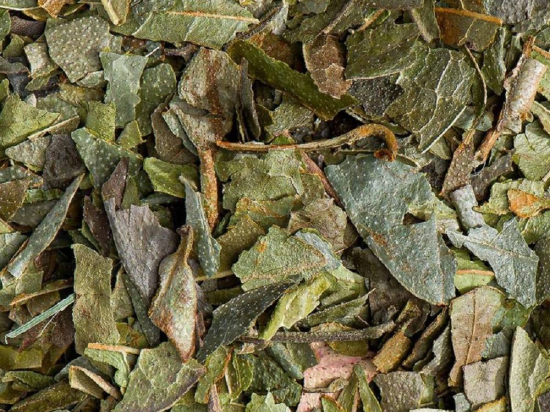 Boldo Blad Gesneden (Peumus boldus)