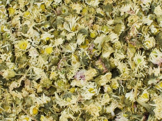 Madeliefje Bloem Heel (Bellis perennis)