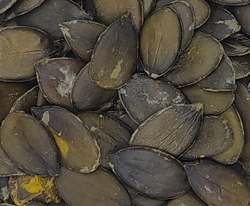 Pompoen Pitten Heel (Cucurbita pepo)