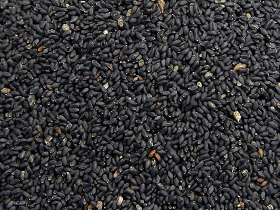 Basilicumzaad Heel (Ocimum basilicum)