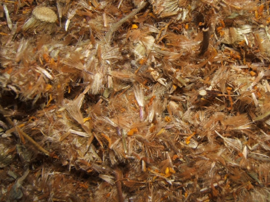 Valkruid Bloem Gesneden (Arnica mex.)