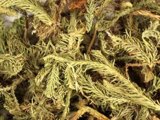 Wolfsklauw Kruid Gesneden (Lycopodium)